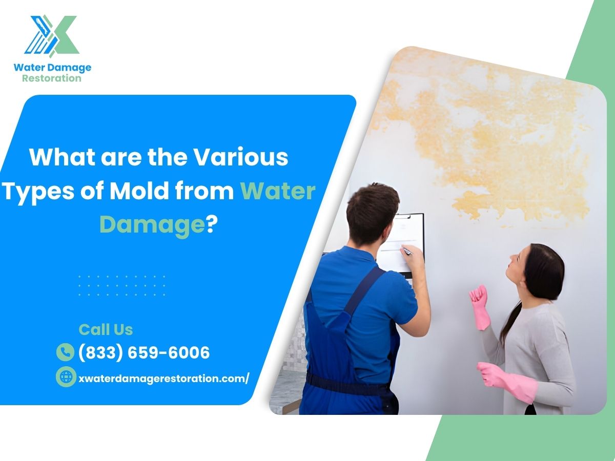 Types of Mold Water Damage: Identification & Prevention